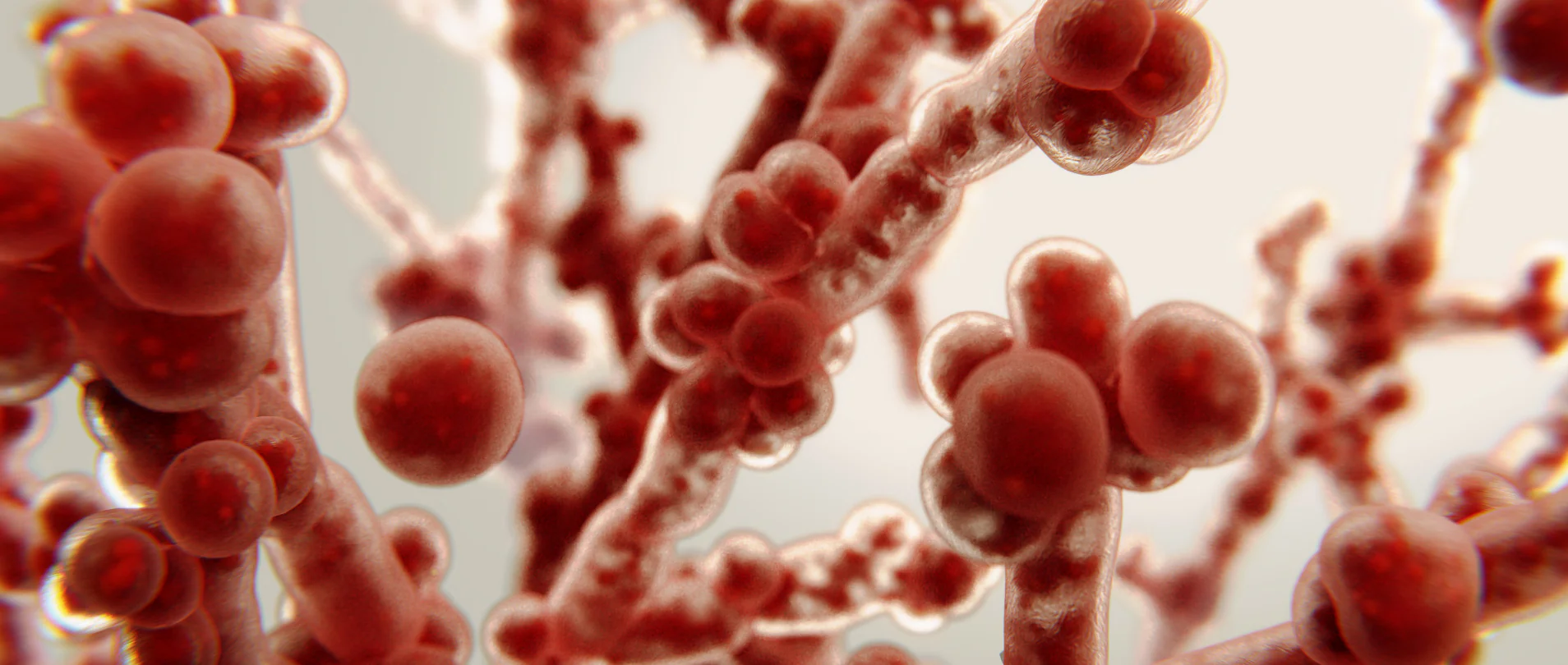 Candidiasis Cutánea: Qué es y Síntomas
